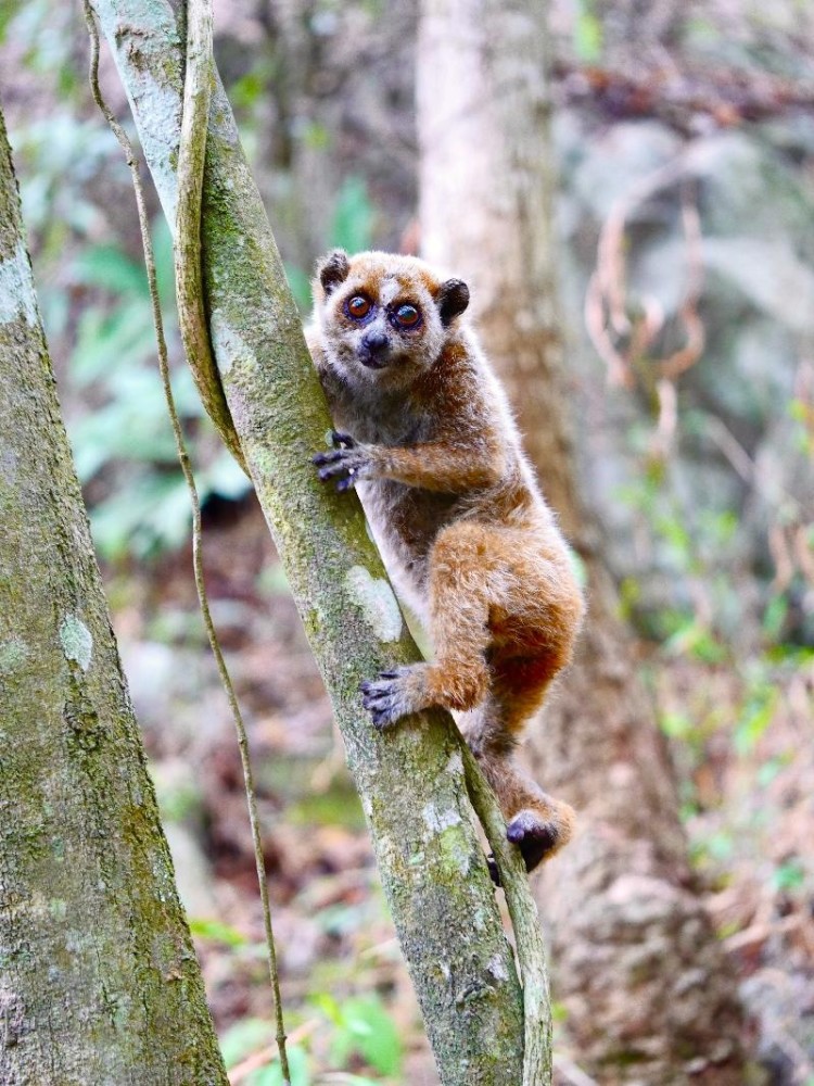 弄岗保护区救助一只国家一级保护动物倭蜂猴