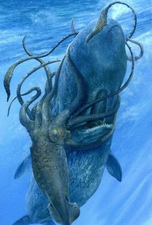 抹香巨鲸:大自然创造的深海"活潜艇",以深海乌贼为食