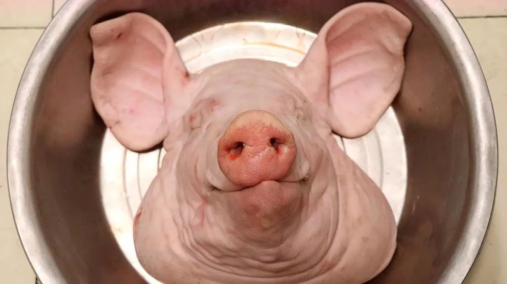 他先用冷水把猪头表面清洗干净,然后把猪头放入80-90度的热水中烫十几