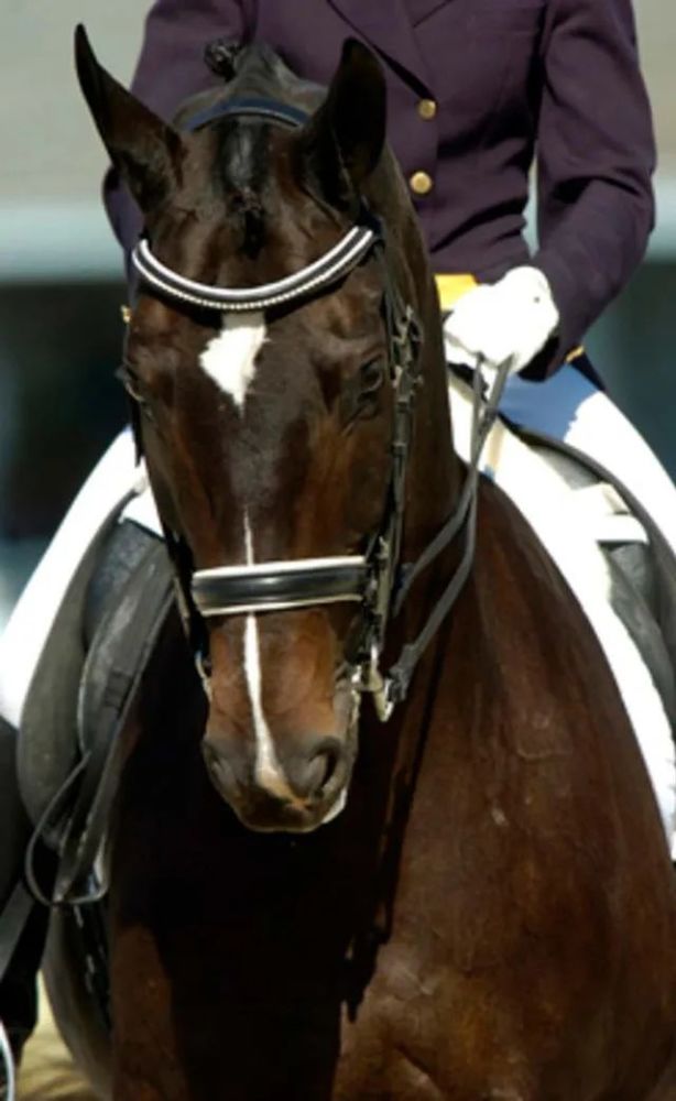 如果想检查一下马的自我承载,可以在圈乘或肩向内中短暂将双手向前送