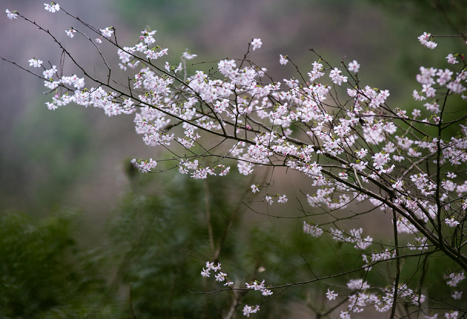 踏青赏花正当时 花海漫山 最美的春色全在这里 腾讯新闻