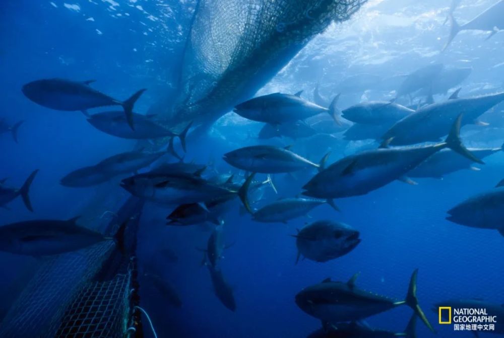 图为围网中的蓝鳍金枪鱼,此种捕捞法非常容易误伤海豚.