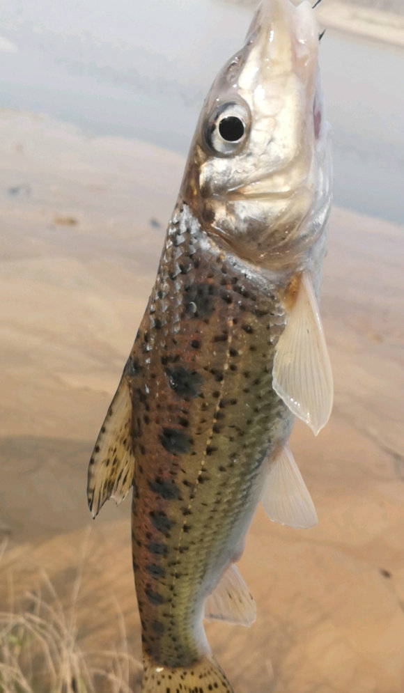 广东清远钓鱼人,水库大坝下钓起许多"老鼠鱼"来|清