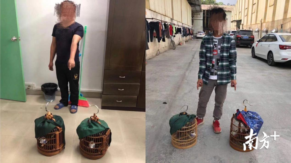 非法捕鸟 养龟被刑拘 揭阳揭东警方抓获2名非法狩猎犯罪嫌疑人 腾讯新闻