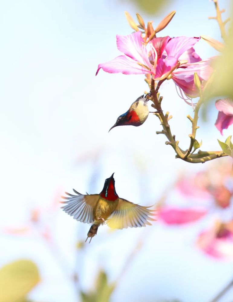春色"无边光景一时新"生命蠢蠢欲动春草萌发,春花初绽,莺飞燕舞春分过