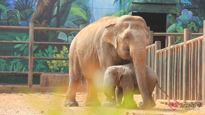 視頻超萌昆明動物園小象欣願展出