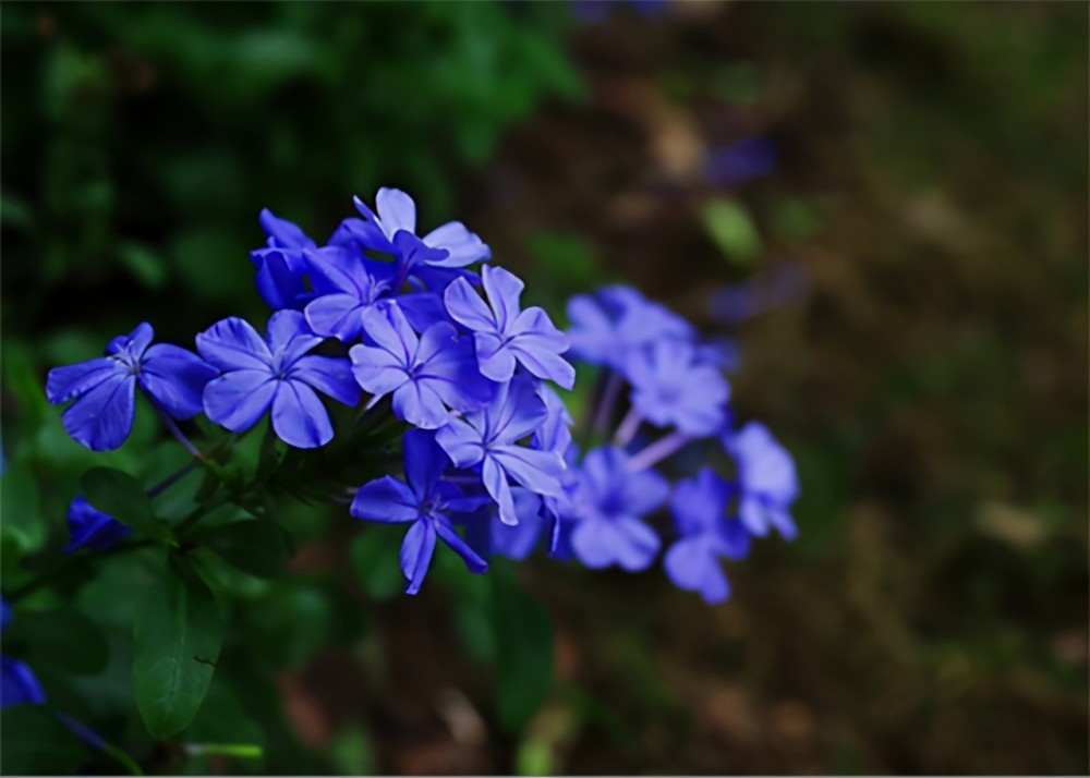 什么花的花语是冷漠(什么花的花语是冷漠杀戮)