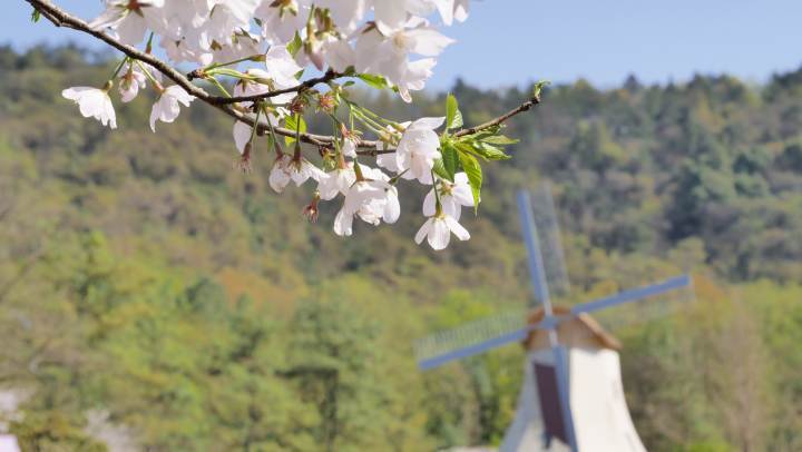 元气厨房,跟着顶级大厨尝"春菜"