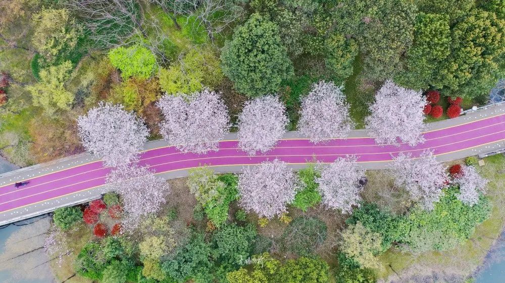 无锡新赏樱地!很多人还不知道!