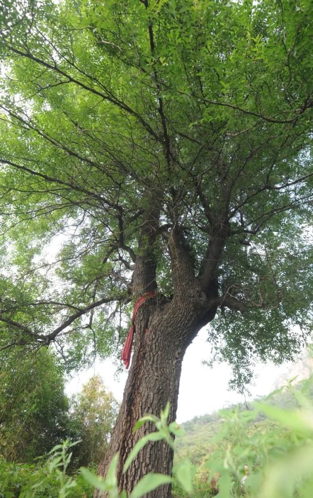 邢台古树历史故事千年古酸枣树盘根错节仍能开花结果