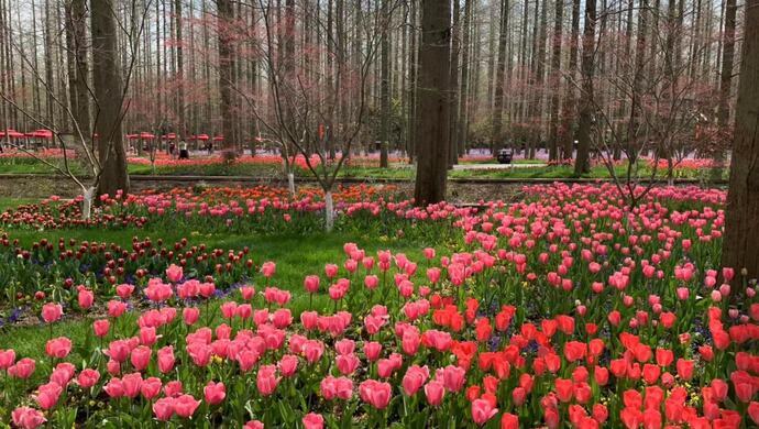 2021年崇明花朝节开幕,花博南园迎来"百花生日"