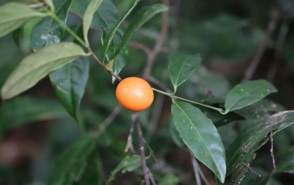 科研工作者首次在野外发现濒危野生植物麻栗坡五层龙_腾讯新闻