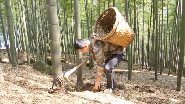 赤水 52万亩楠竹春笋大面积上市 腾讯新闻