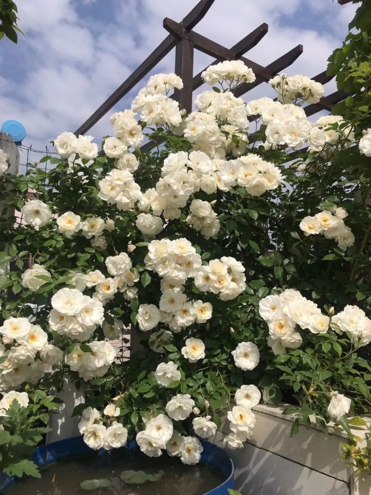 天狼说月季丨3步快速打造月季花墙这些绝招请收好