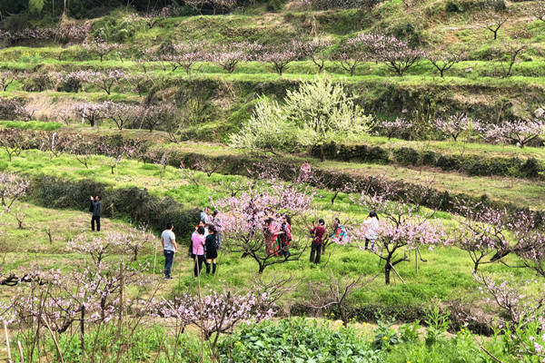 味道山乡"大会启动仪式暨第十八届半山桃花节在新登镇半山村盛大开幕