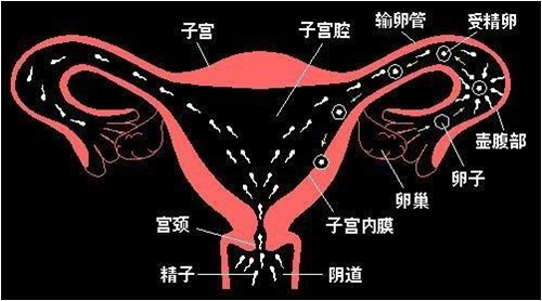 输卵管的位置图图片