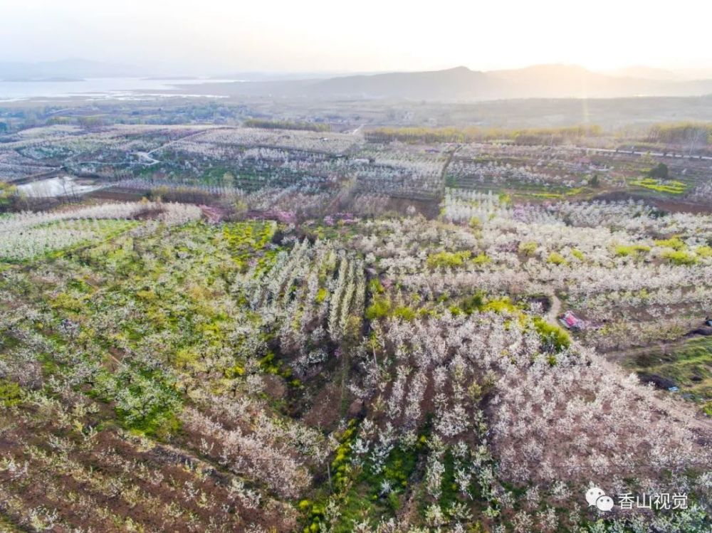 河南鲁山董周乡以花为媒助推产业发展酥梨年产量3亿斤