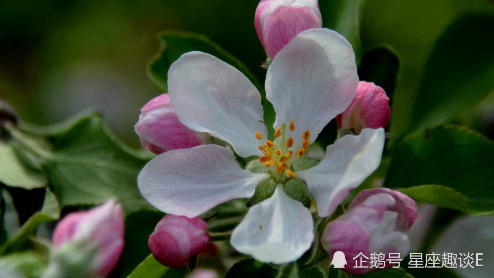 3月25日星座運勢 雙子隨機應變 獅子責任感強 雙魚居安思危 阿木星座占卜說