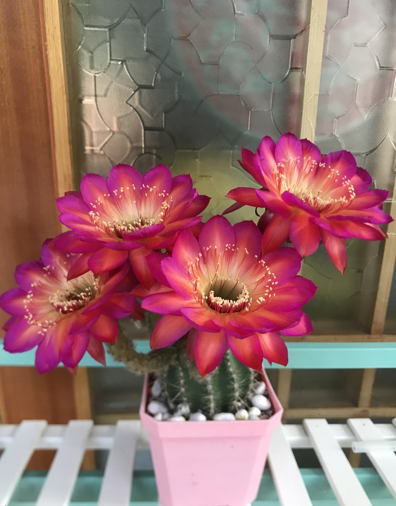 仙人球界的仙女宝莲灯花朵又美又仙每年开花好几次