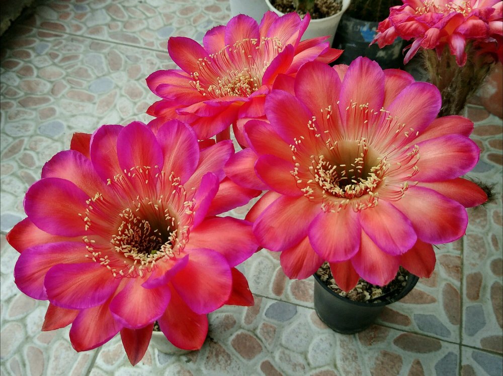 仙人球界的仙女宝莲灯花朵又美又仙每年开花好几次