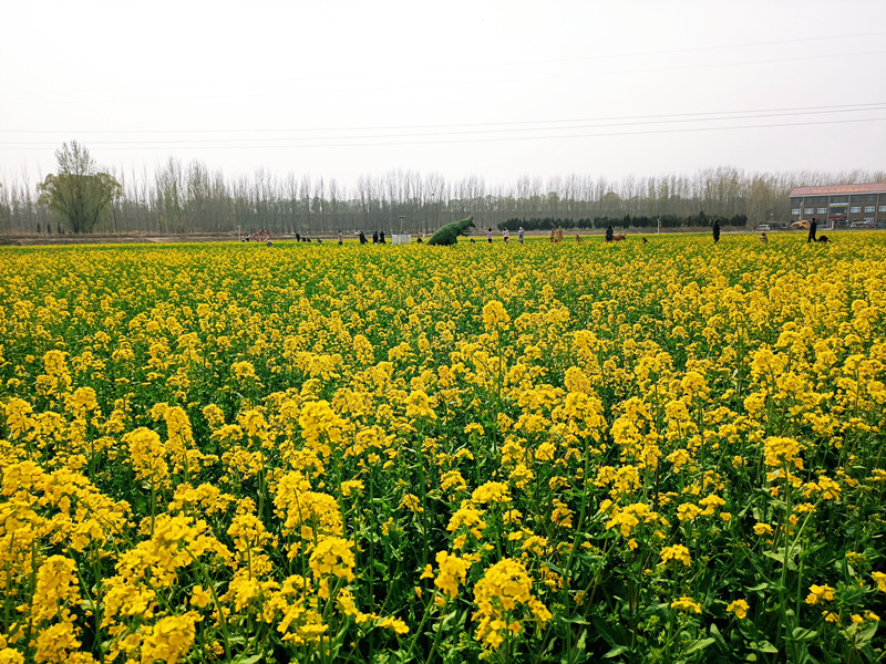 濟南吳家堡油菜花盛開