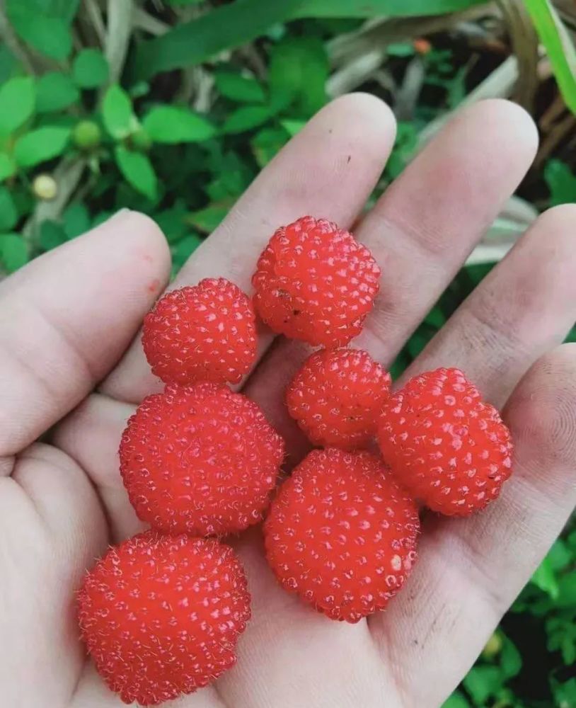 覆盆子,也俗称野草莓,有的地方还叫做树莓,你小时候吃过不少吧,相信