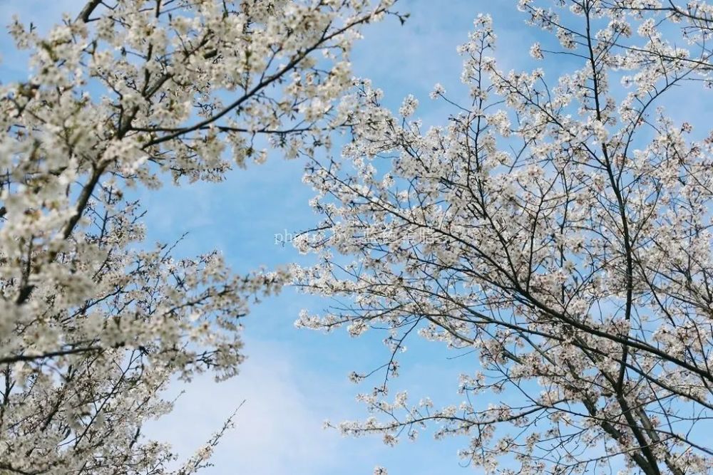 绍兴上虞这个小山村的樱花惊艳了春天,你要打卡么?