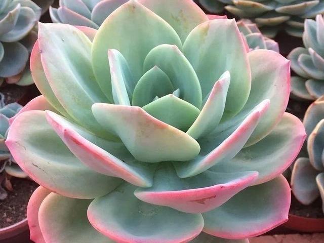 霸气而不失唯美的多肉白凤用大盆养成老桩出了状态人见人夸