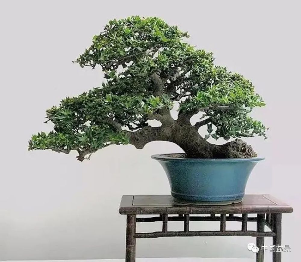 赏玩盆枸骨盆景,从年头看到年尾!