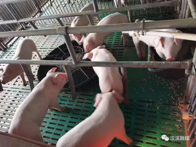 县河镇养殖户李扬奎一天售出160多头猪|仔猪|大垛|养猪场|李扬奎|县河