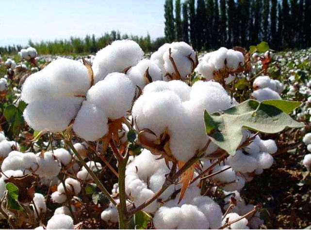 咱们新疆雪白的棉花