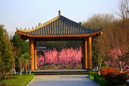 富平怀德公园数十亩梅花竞相开放 清逸幽雅 温婉婀娜