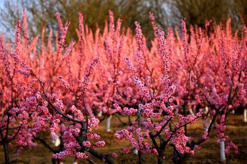 富平怀德公园数十亩梅花竞相开放 清逸幽雅 温婉婀娜