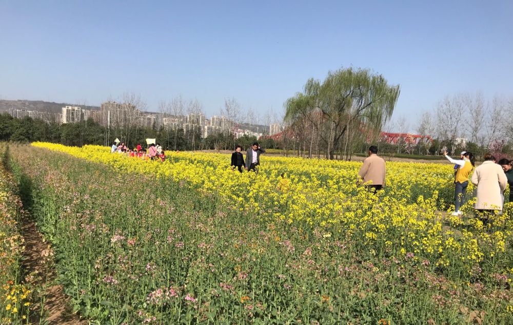 彩色油菜花盛开 快来植物园打卡_腾讯新闻