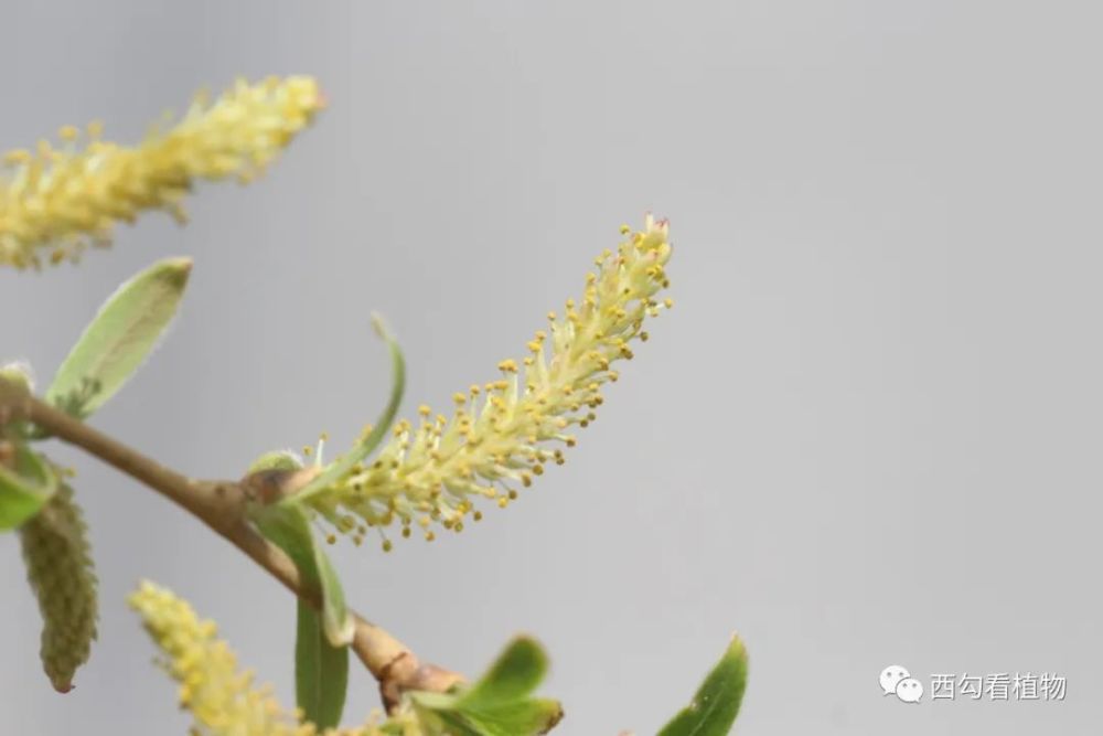 春天的开花植物 腾讯新闻