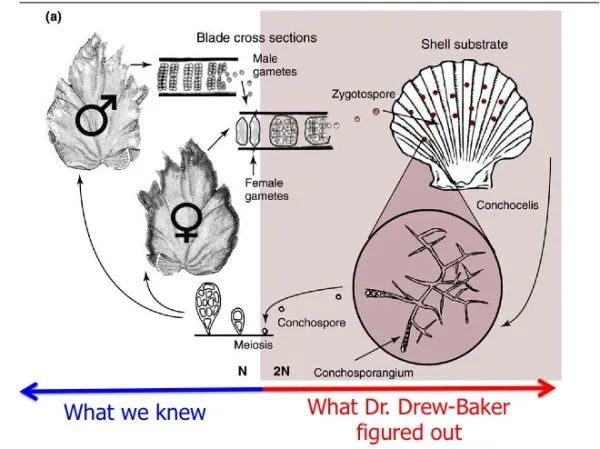 deepseanews壳斑藻丝状体也会生孩子,它能产生紫菜的第二种孢子——壳