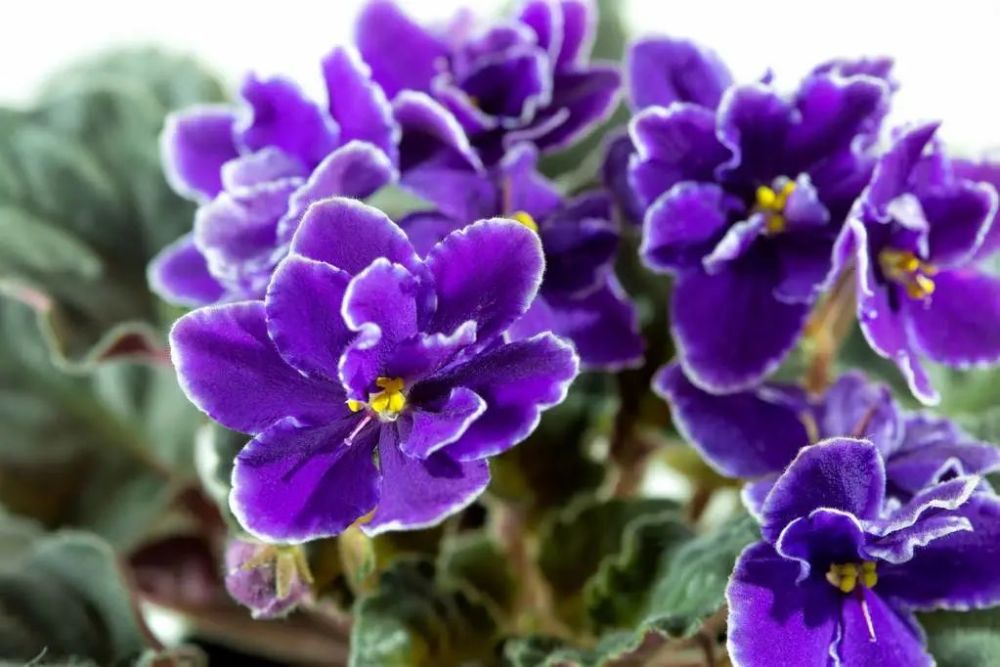 家里开紫色的花叫啥名字 腾讯新闻