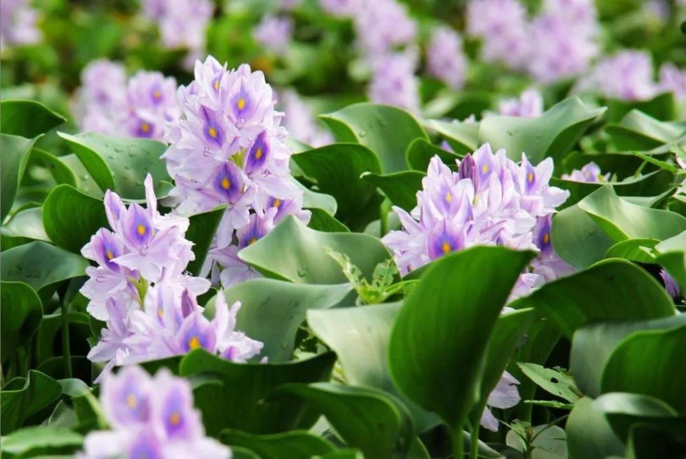 蓝紫色系植物 尊享高贵典雅浪漫的视觉盛宴 腾讯新闻