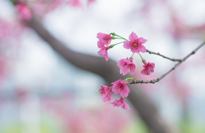 花下一壶酒人与花酬酢