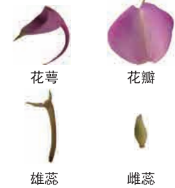 科学微课四下15凤仙花开花了
