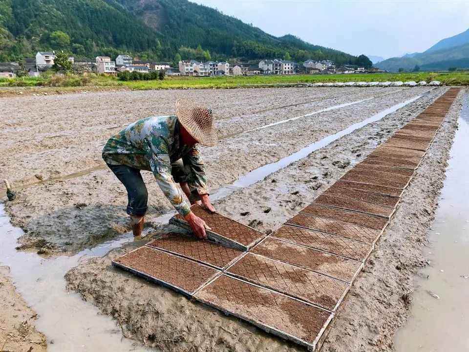 龙泉市兰巨乡石玄湖村的种粮大户徐先忠今年是首次种植再生稻,他对