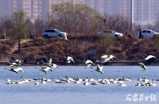 滹沱河瞬间变成"天鹅湖".