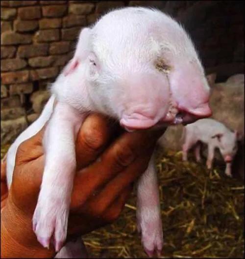 老农家母猪生出一个双头猪,有人说价值连城,关键要看能否养活!