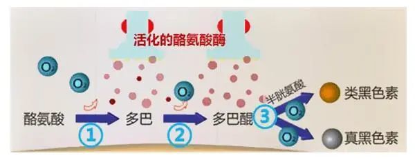 竞争性酪氨酸酶抑制剂.