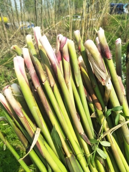 野菜 噌噌 生长这份 野菜谱 教您正确吃草 腾讯新闻