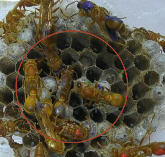 蜂后总是有意地躲着工蜂论黄蜂的社交距离