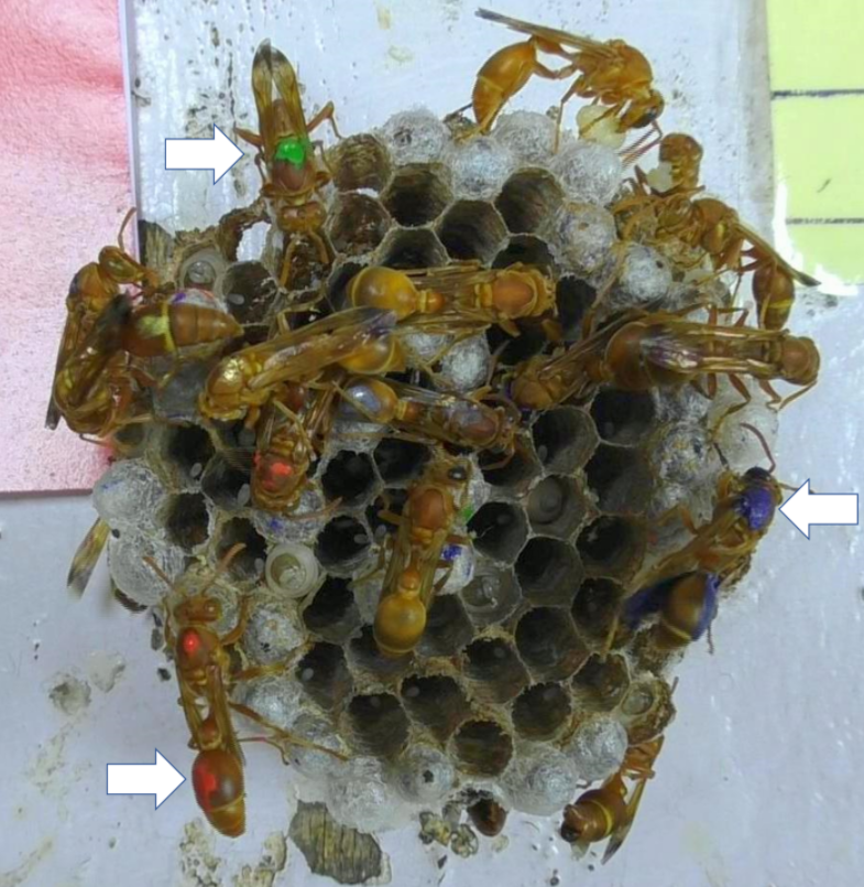蜂后总是有意地躲着工蜂论黄蜂的社交距离