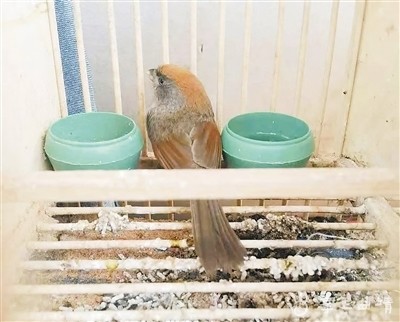 两兄弟非法捕捉野生黄豆鸟被罚万余元