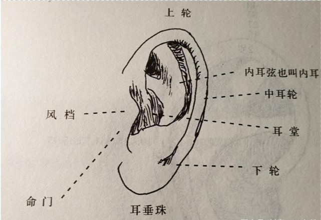 耳朵的學問,你的是招財耳還是愛情耳