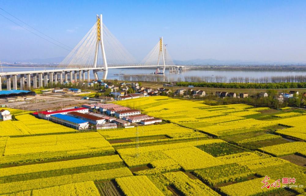 2021年3月24日,安徽省铜陵市枞阳县长江岸边万亩油菜竞相开放,散落